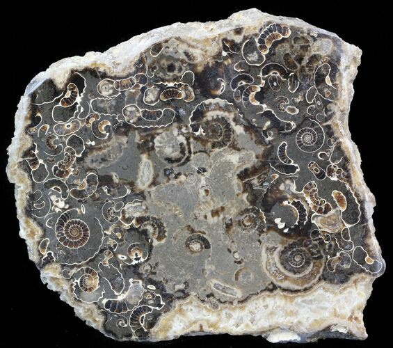 Polished Ammonite Fossil Slab - Marston Magna Marble #42112